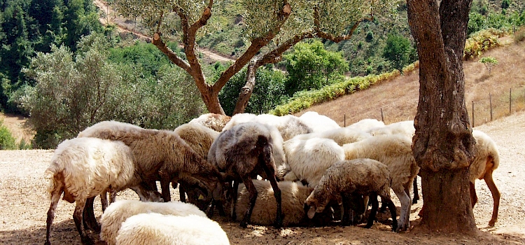 Ecosustainability and textile